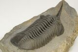 Morocconites Trilobite Fossil - Huge Example #206481-4